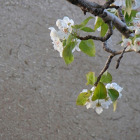Pear Bloom