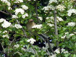 sparrow in blossom