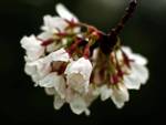 Cherry Blossom