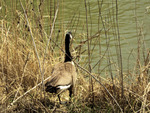 Canadien Goose