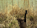 Canadien Goose