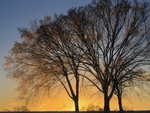 Sunset Trees