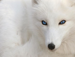 Pure White Fox