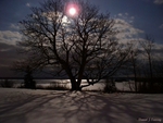 Moon in a tree