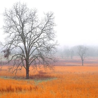Early Morning in Cades Cove
