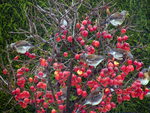 Fieldfare in a crabapple tree