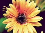 Gerbera Daisy