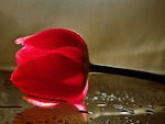 Red Tulip...