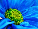 Blue Daisy