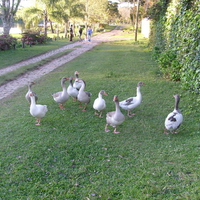 Ducks near road