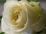 white single rose