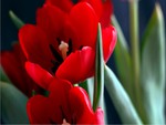 red tulips