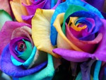 colorful roses