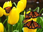 Butterflies on flowers