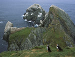 Atlantic puffins on the Shetland islands