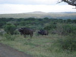 African buffalo habitat