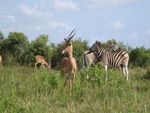 Impala antelope and zebra