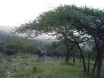 Blue Wildebeest
