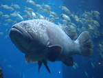 Giant grouper (Epinephelus lanceolatus)