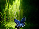Blue Butterfly