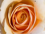 Orange Rose