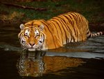 tiger in water