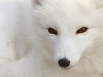 White Polar Silver Fox