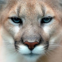 Cougar - Closeup