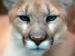 Cougar - Closeup