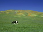 Cow In Feild