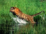 Tiger Leaping