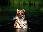 Tiger Walking In Water