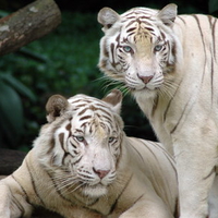 Two White Tigers