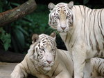 Two White Tigers