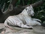 White tiger