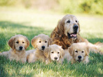 Golden Retriver with puppies