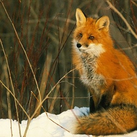 Red fox