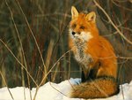 Red fox