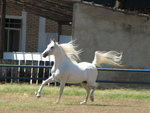 Arabian Horse