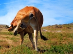 Cow