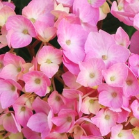 Many pink flowers