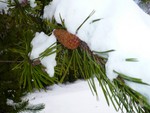 Pinecone Hiding From Snow