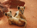 Baby lions