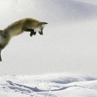 Leaping Red Fox
