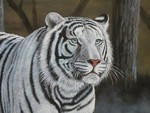 White Tiger