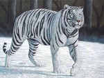 White Tiger