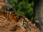 Sleepy Tiger