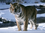 Siberian Tiger