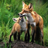 Loved Foxes