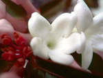 Jasmine flowers